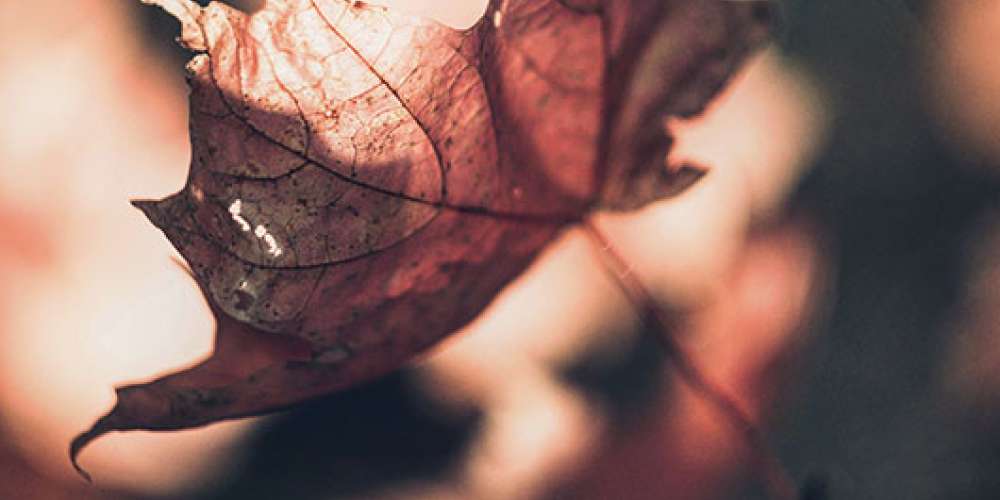 First U.S. ‘Dementia Village’ set to open