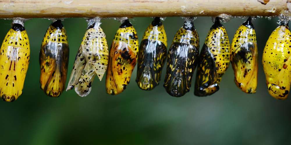 Mastering transition