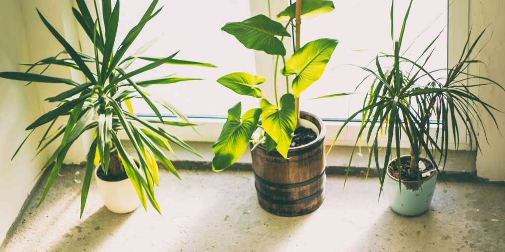 Which indoor plant fits your office space?