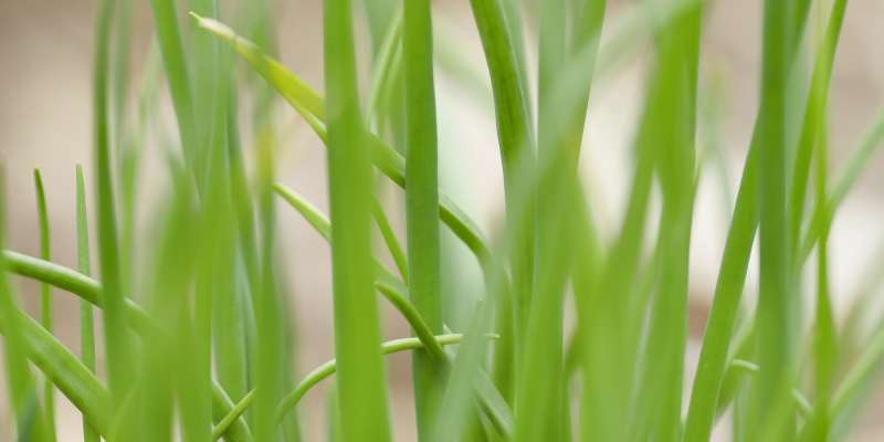 grass