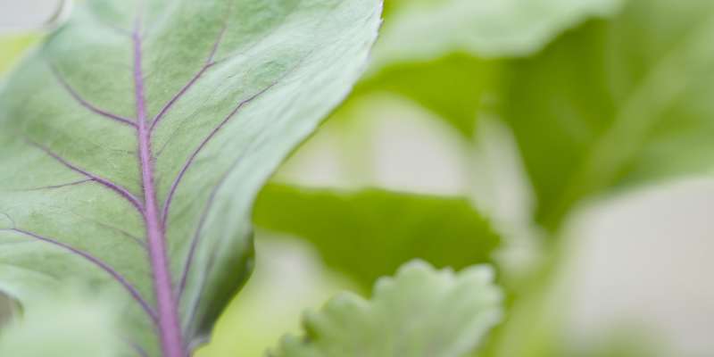 plant