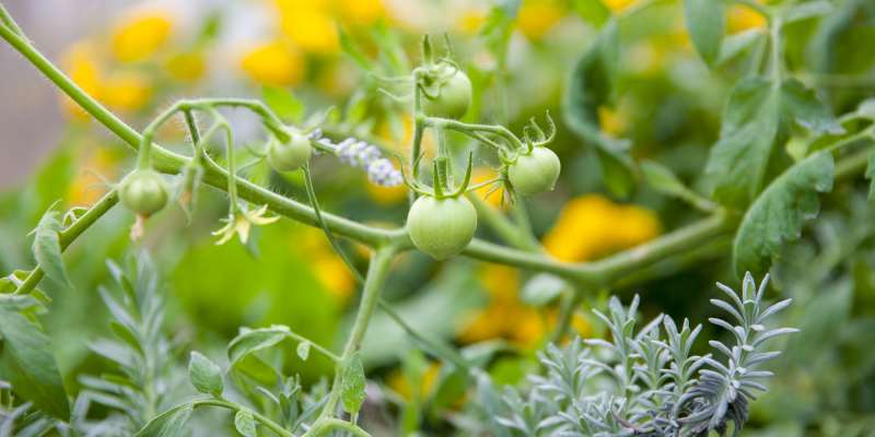 tomatoes