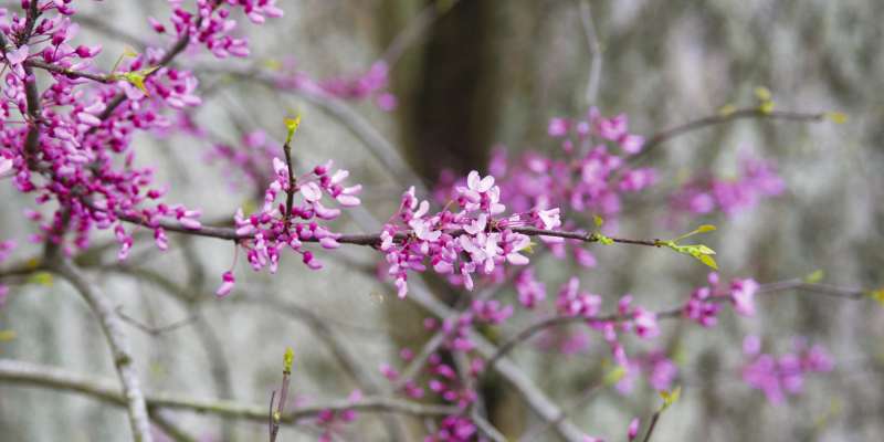 Tree Bloom