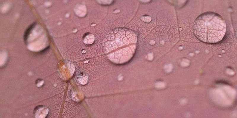 raindrops