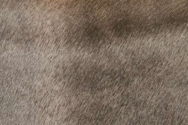 Tuft Leather Thunder