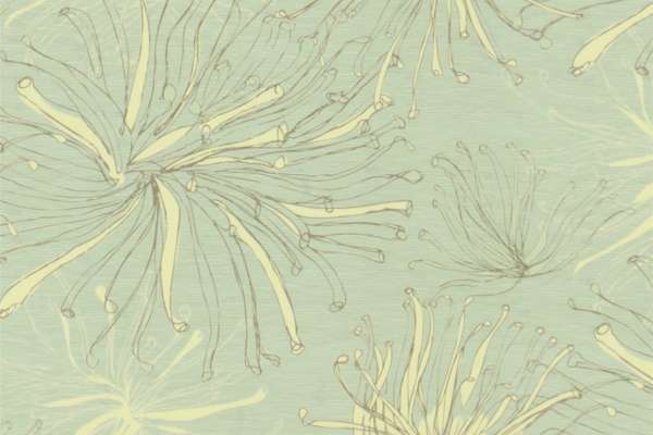 Anemone Purify