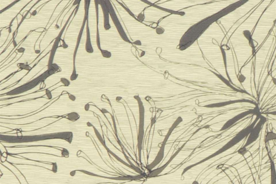 Anemone Nourish