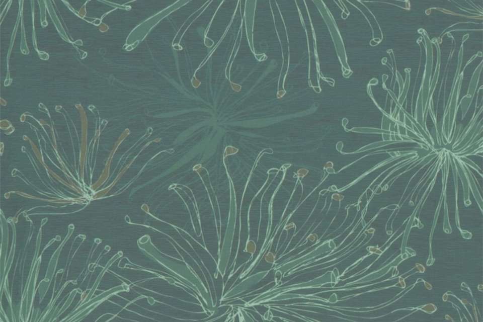 Anemone Thought