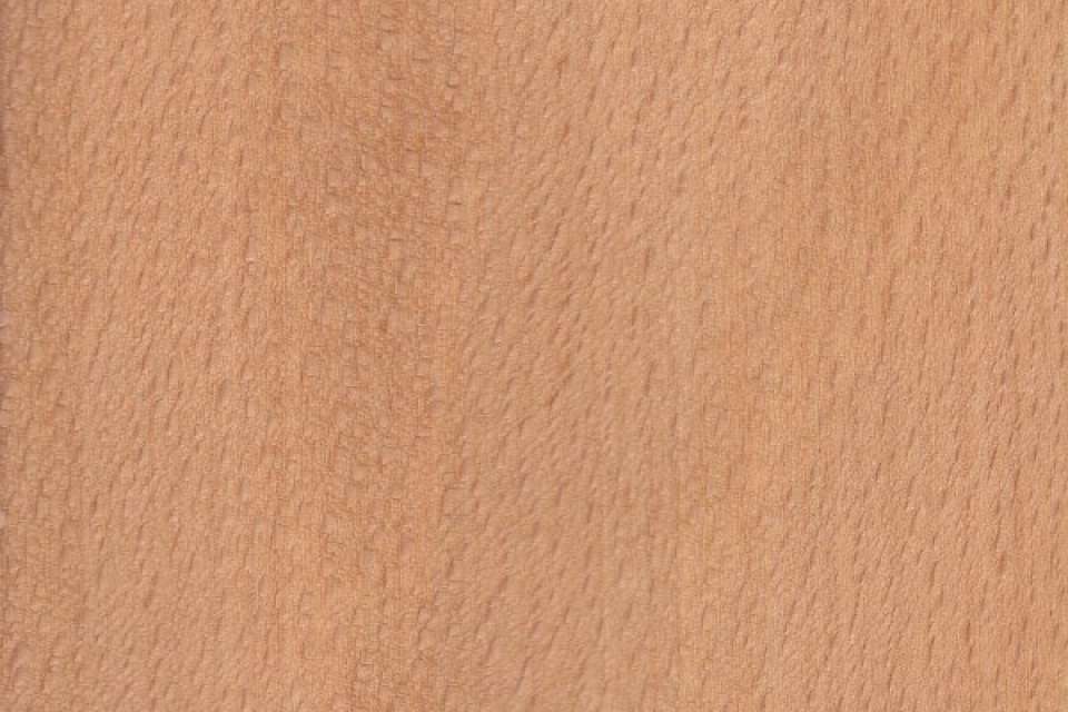 Beech