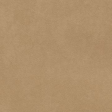 Palomino