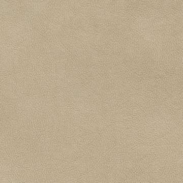 Palomino 1
