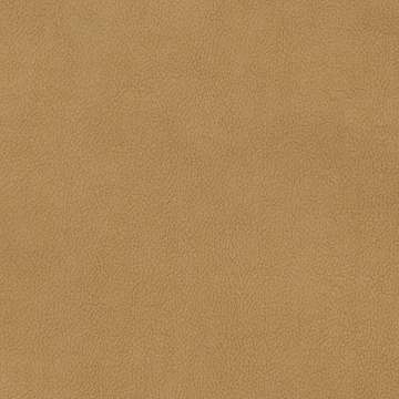 Palomino
