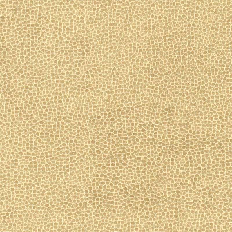 Animal Cheetah 