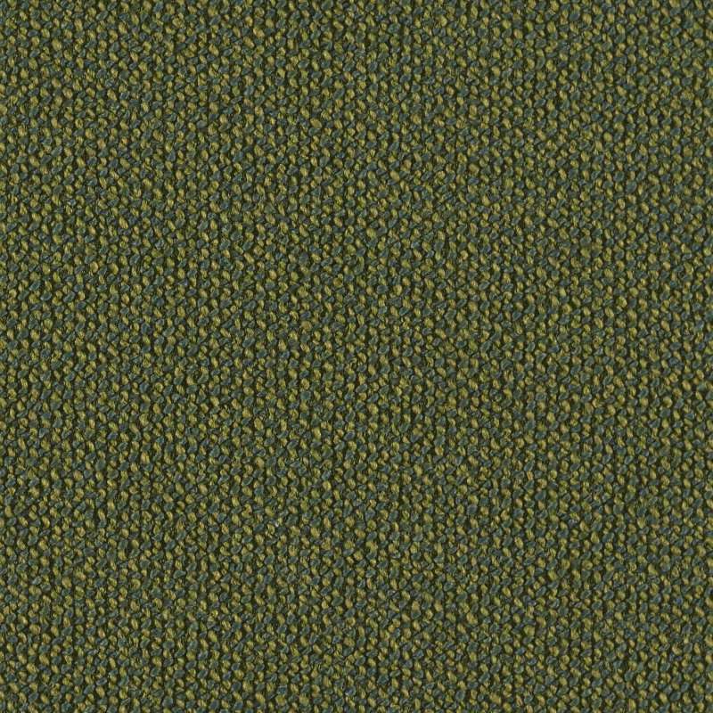 Adler Cactus