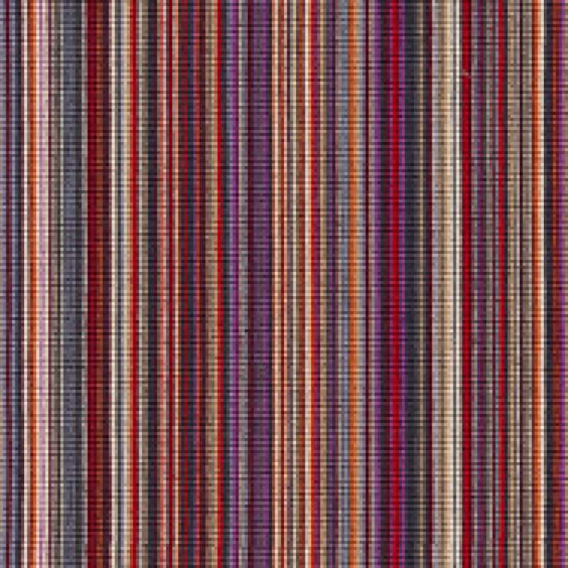 Striae Stripe Verbena