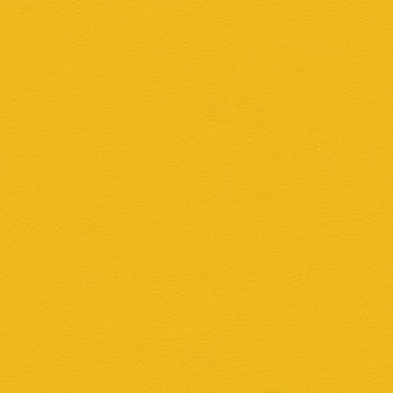 Prairie Sunflower