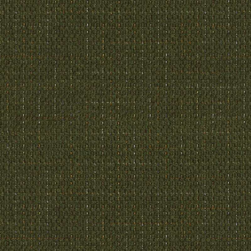 Aurora Forest