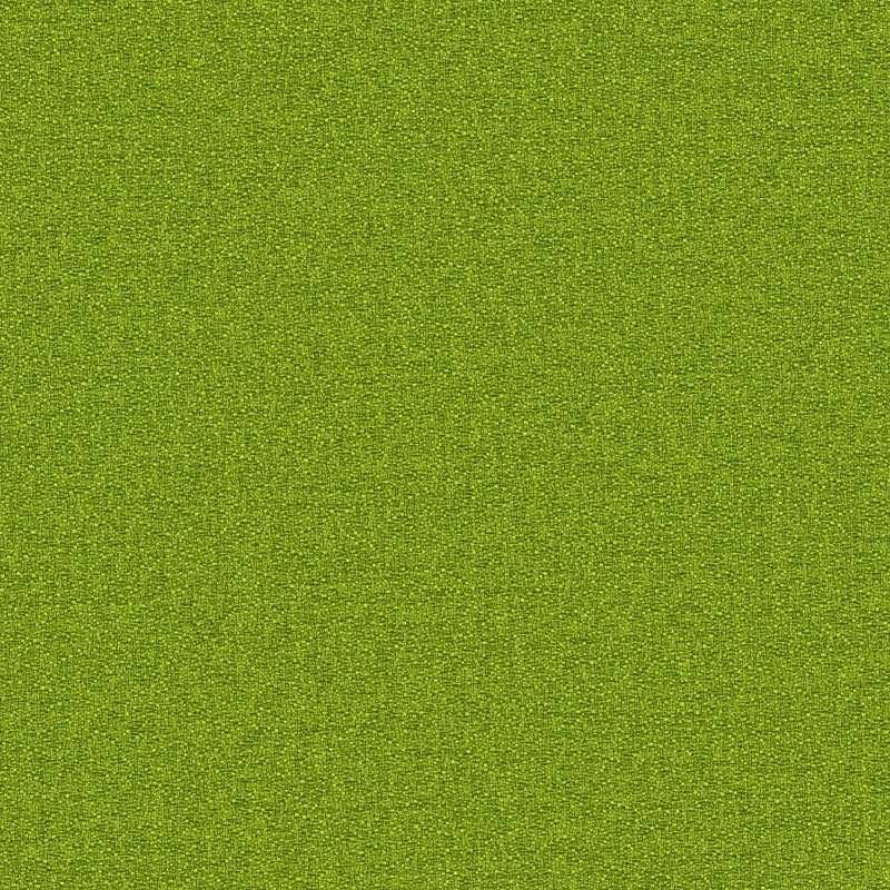 Manner Parakeet