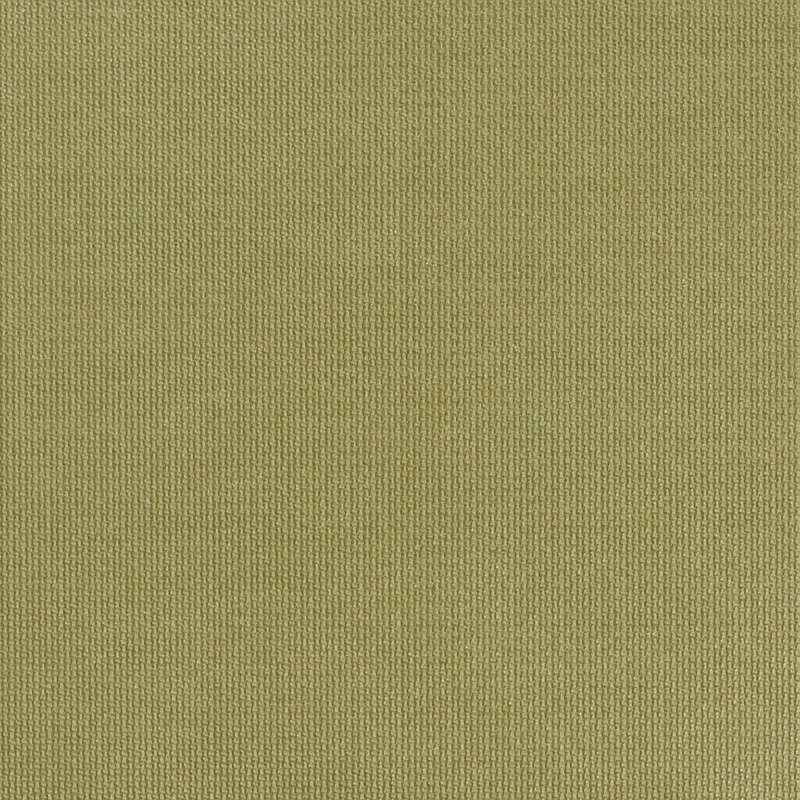 Niche Fern