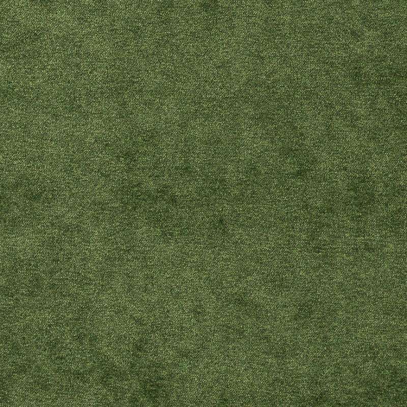 Premier Fern