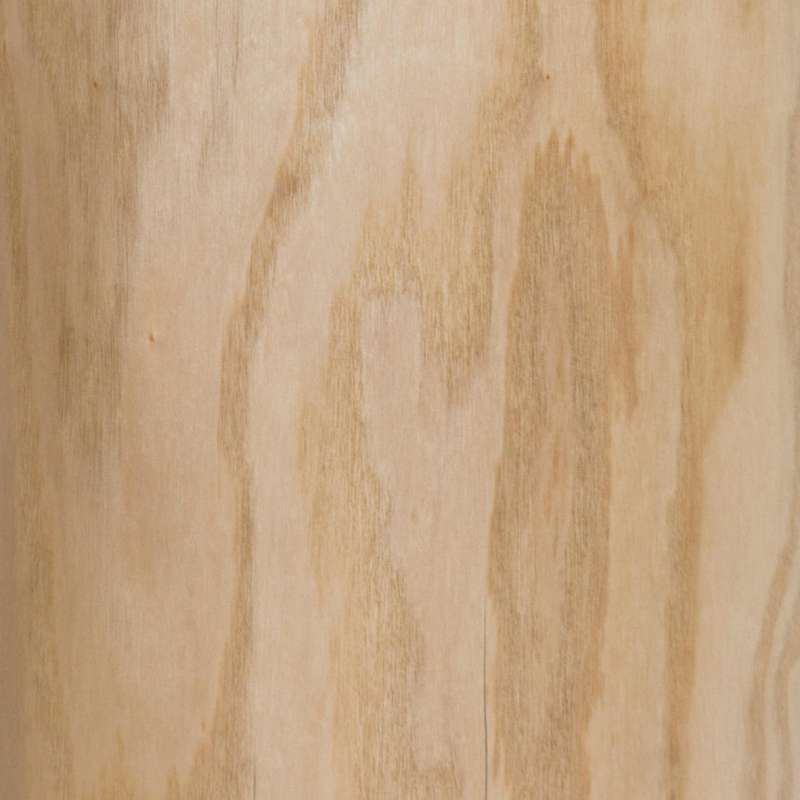 Sassafras